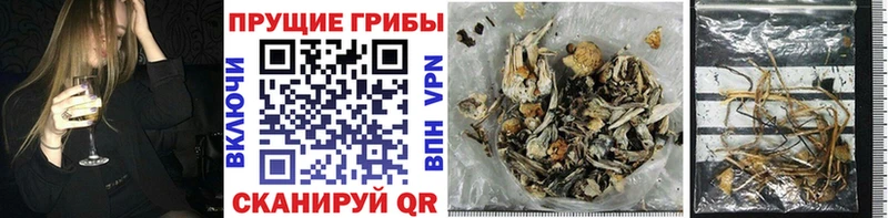 shop как зайти  Каменск-Уральский  Псилоцибиновые грибы MAGIC MUSHROOMS 